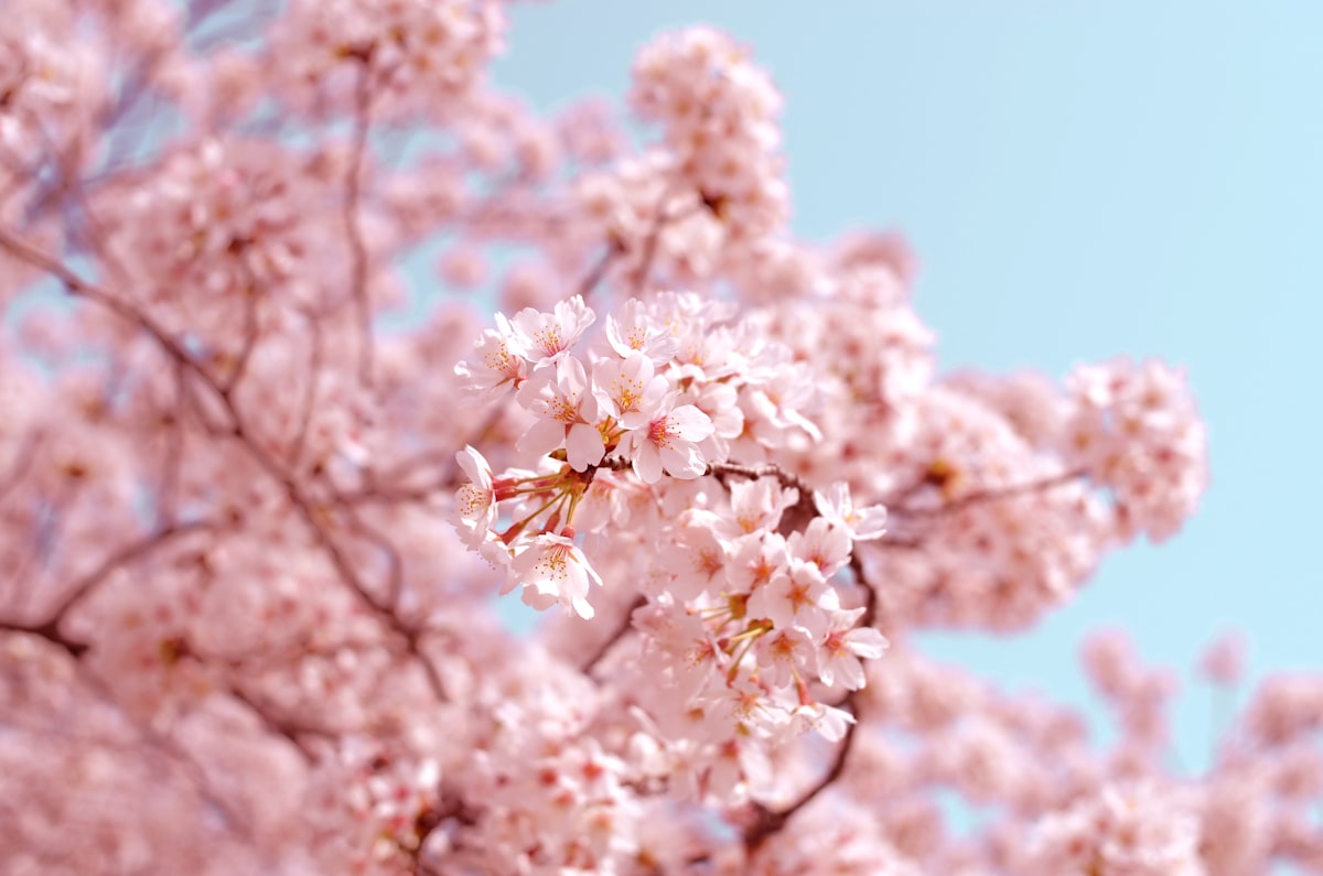 Japan Weather by Month: What to Pack for Every Season